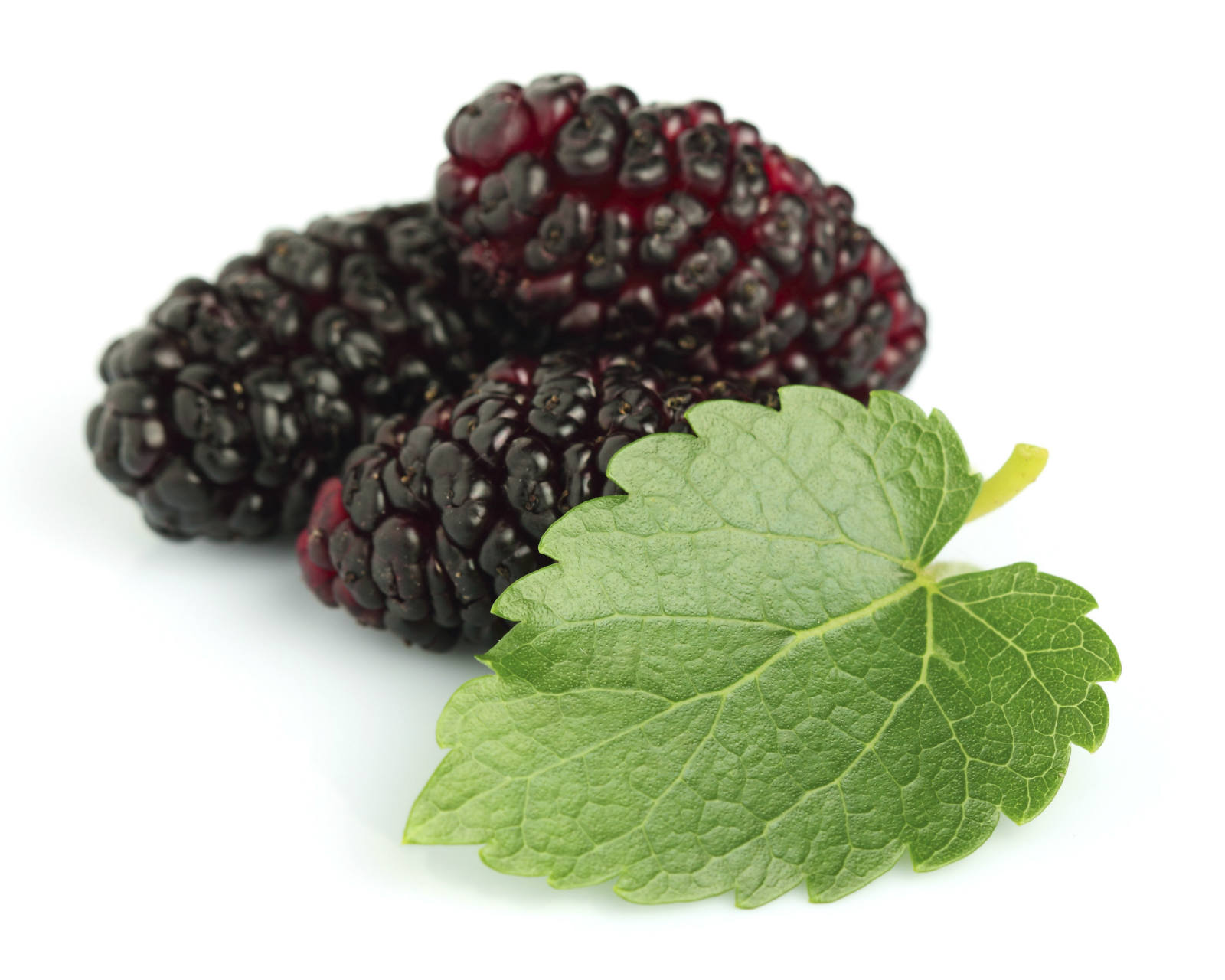 Health Benefits of Mulberry - Best Herbal Health