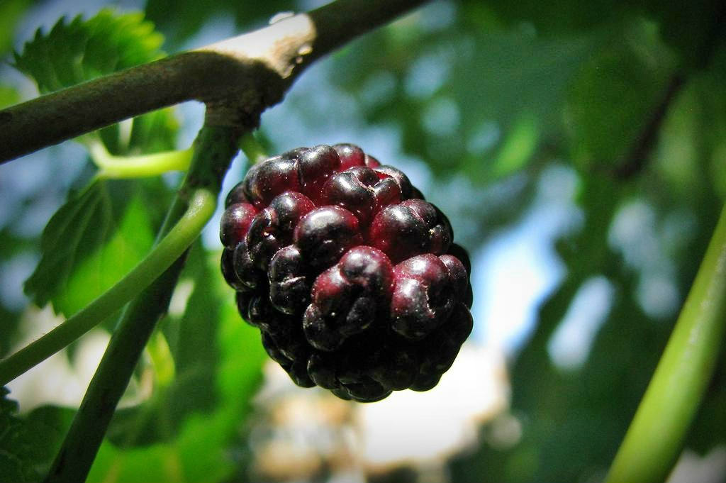 Health Benefits of Mulberry Best Herbal Health