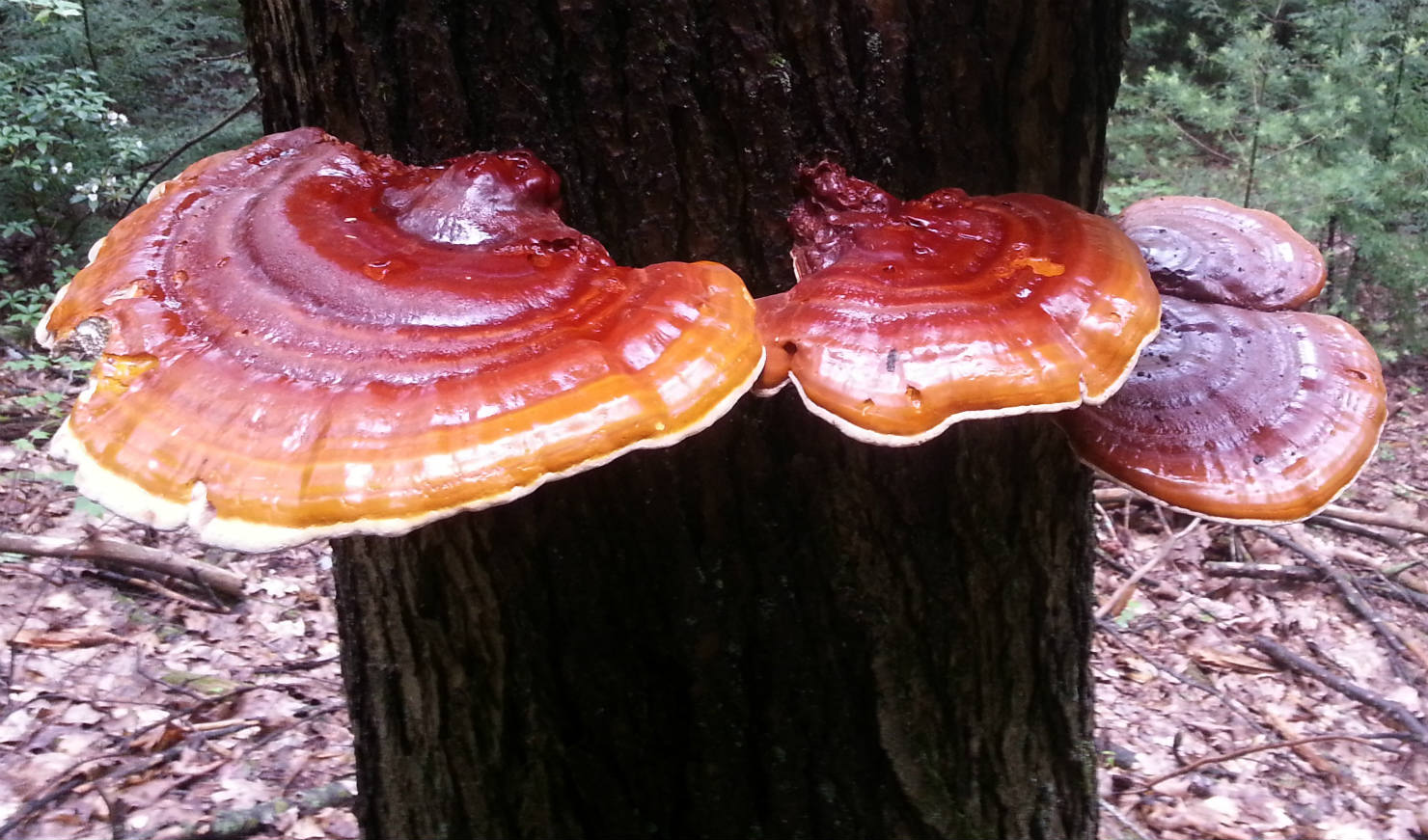Why You Should Take Reishi Help and Advice for Healing to
