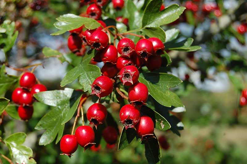 Hawthorn Powerful Herb That Can Protect From Heart Attack