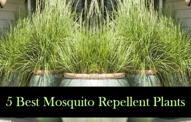 plants that keep mosquitoes away archives best herbal health plants that keep mosquitoes away archives best herbal health