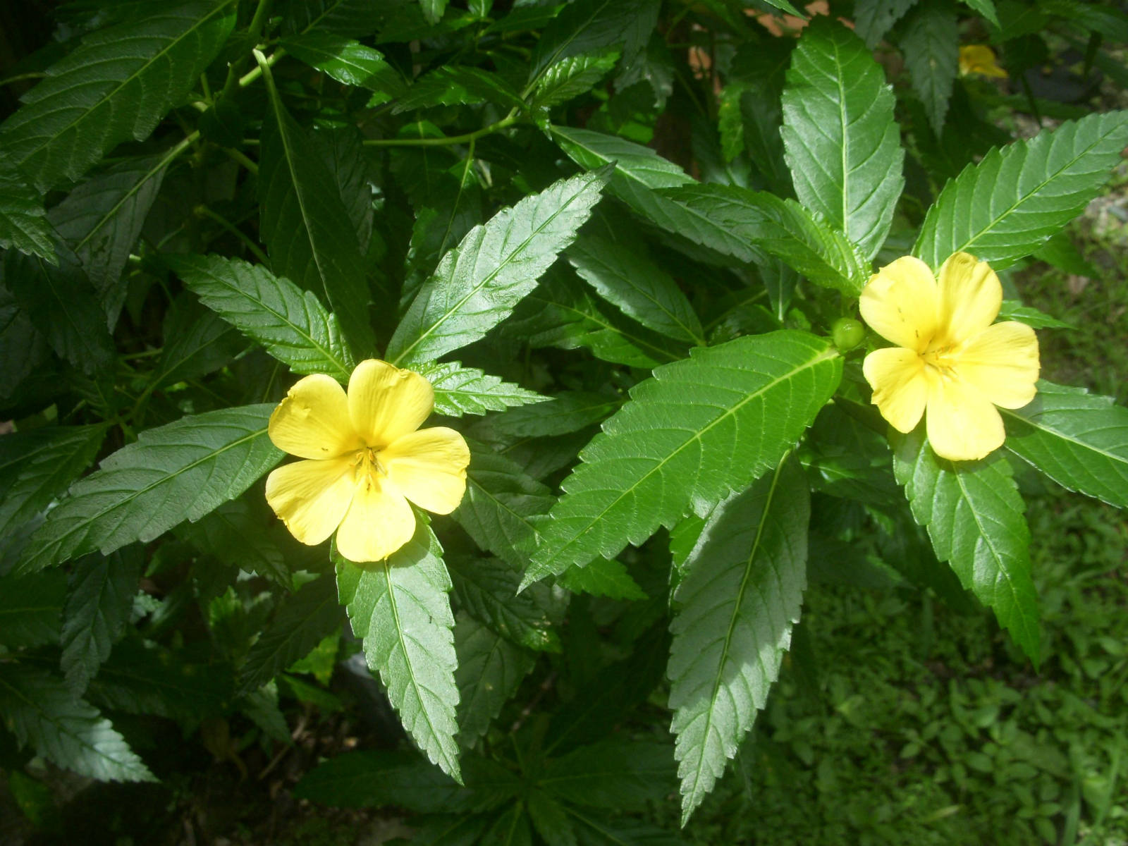 Damiana Benefits And Uses Herb That Increases The Sexual Energy