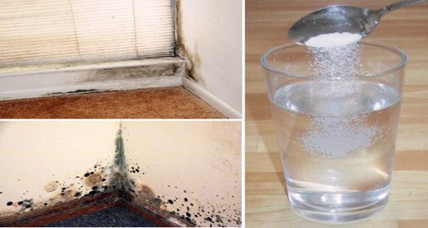 How to Get Rid of Black Mold Best Herbal Health