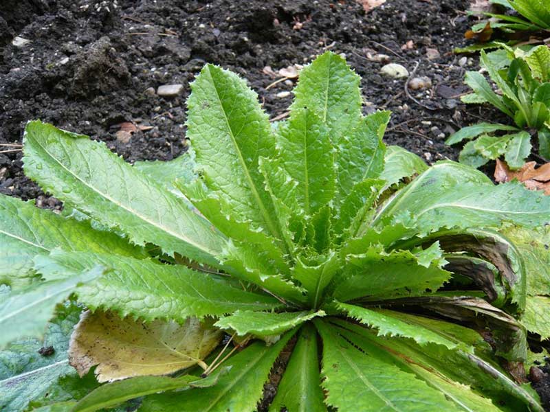 Image result for wild lettuce