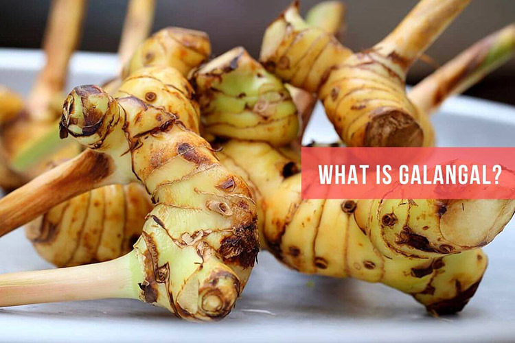 Galangal (Blue ginger) Benefits, Uses and Possible Side