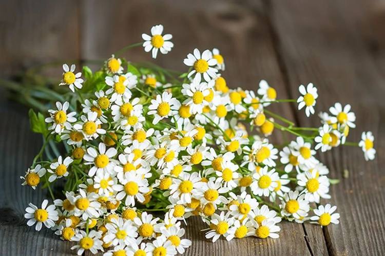 What is Feverfew? Benefits, Uses and Side Effects